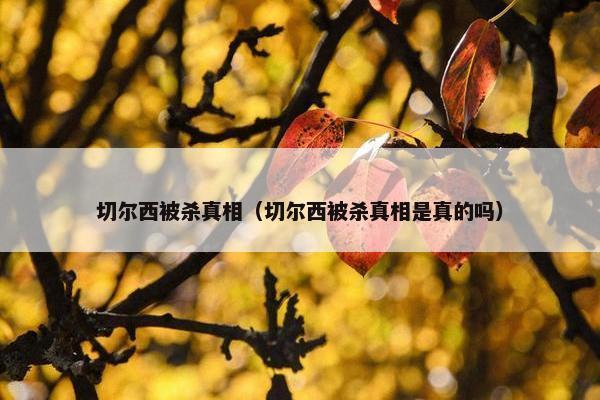 切尔西被杀真相（切尔西被杀真相是真的吗）