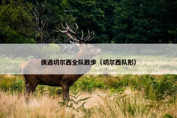 偶遇切尔西全队散步（切尔西队形）