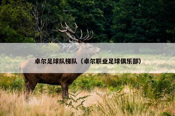 卓尔足球队梯队（卓尔职业足球俱乐部）
