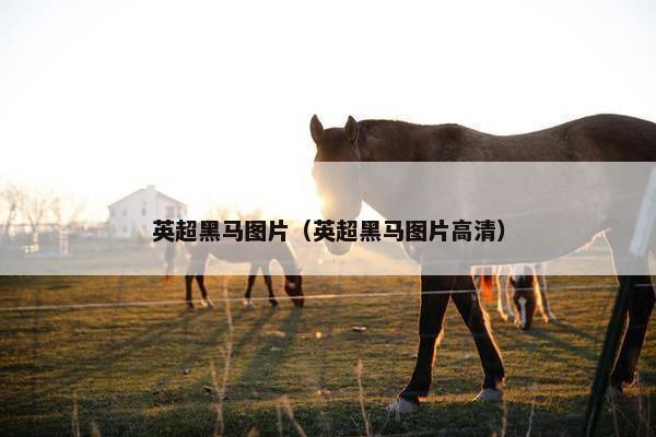英超黑马图片（英超黑马图片高清）