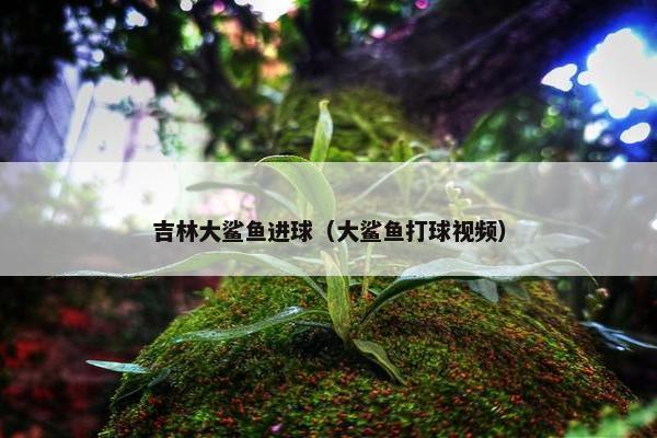 吉林大鲨鱼进球（大鲨鱼打球视频）