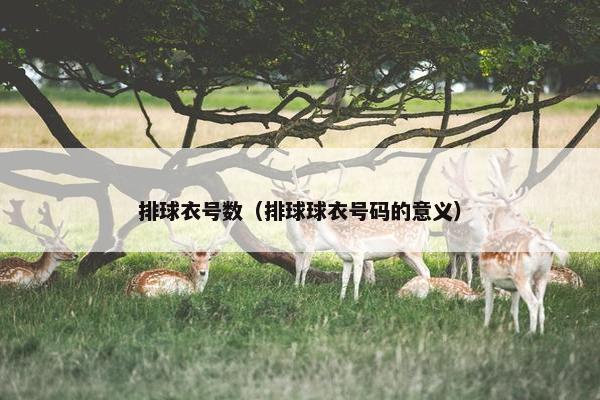 排球衣号数（排球球衣号码的意义）