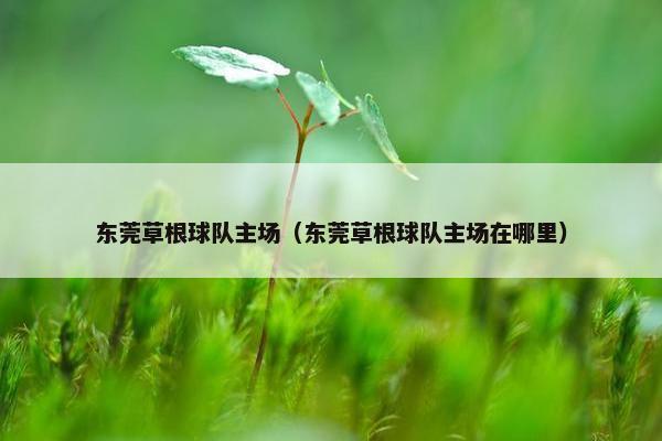 东莞草根球队主场（东莞草根球队主场在哪里）